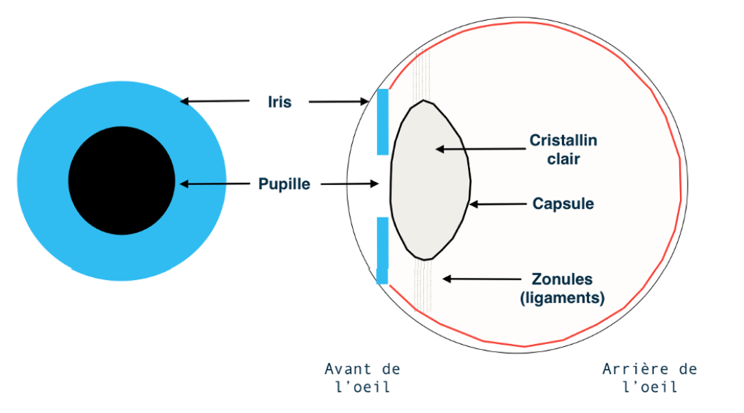 Anatomie du cristallin