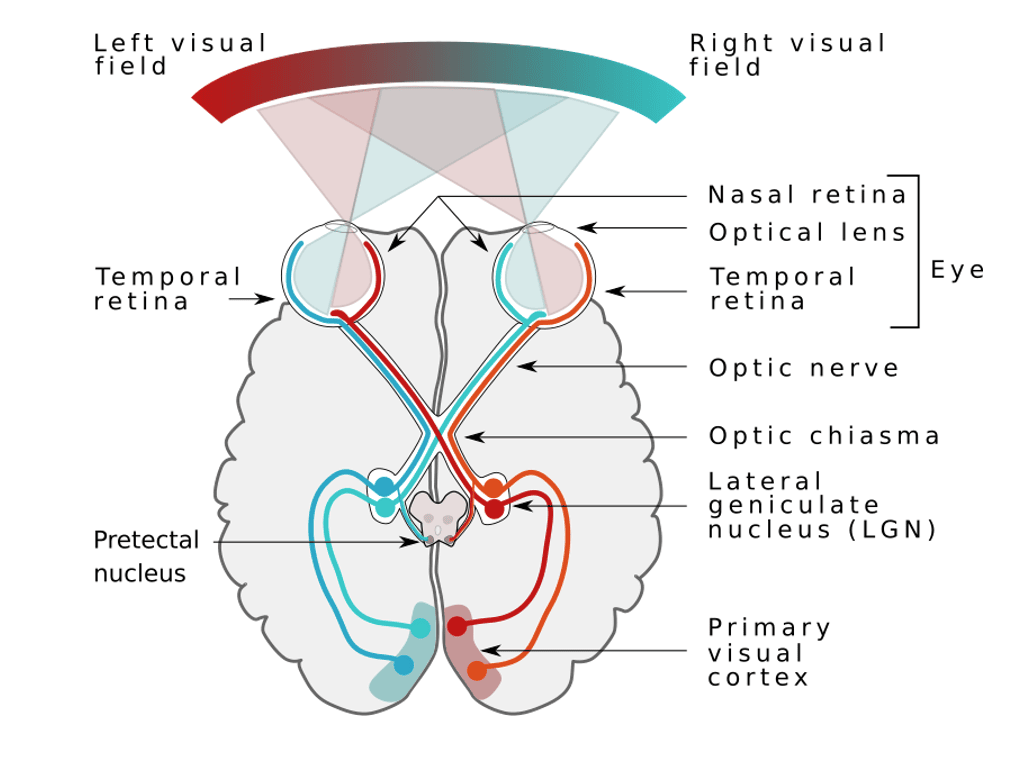 Voies visuelles - neuro-ophtalmologie